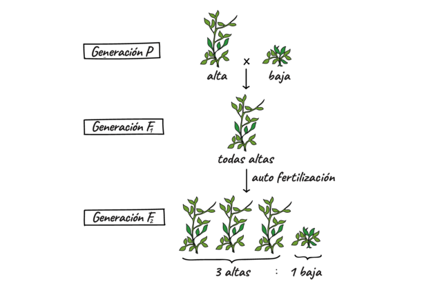 Descubrimiento de las leyes básicas de la genética