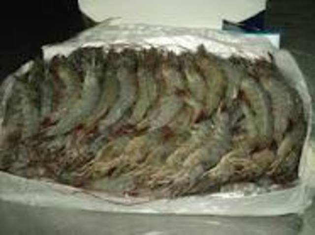 Se capturaron 645 toneladas de camarón