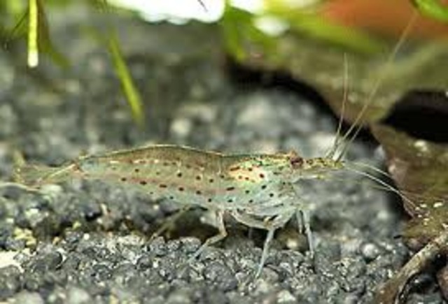 El stock de camarones salvajes es  de 1,290 TM.