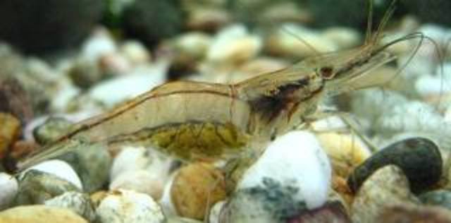 Los camarones (Penaeus spp) y especies asociadas están sobre explotados (FAO)