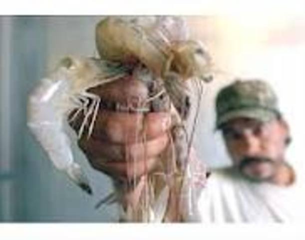 Se capturan 623 toneladas de camarón