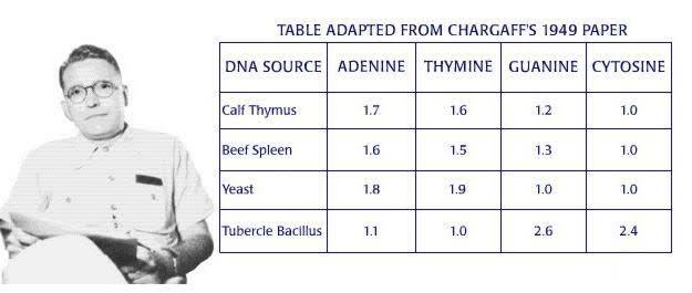 Erwin Chargaff