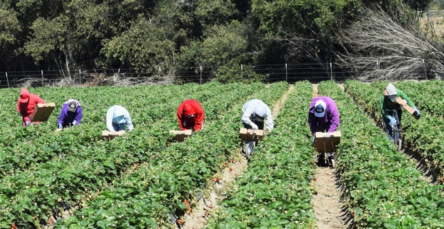 Regulación del Mercado