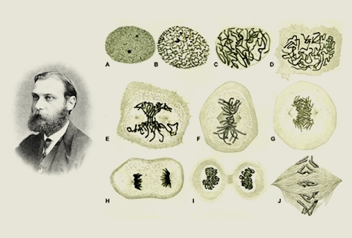 Walther Flemming descubre los cromosomas como la unidad básica hereditaria.