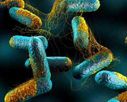 Clostridium botulinum