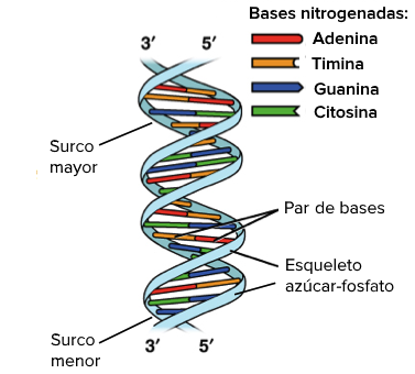 Estructura del ADN