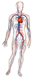 Estudio del Movimiento de la Sangre