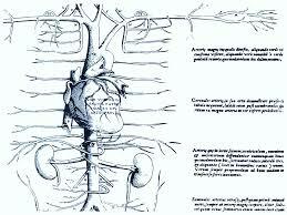 Descubrimiento de la Circulación Pulmonar