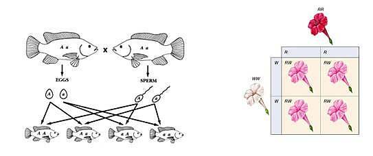 la hipótesis provisional de la pangénesis