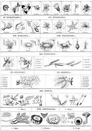 Sistema Natural de Linneo (Clasificación de los seres vivos)