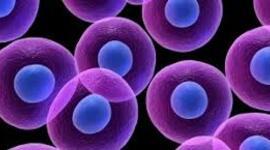 Timeline: LA EVOLUCIÓN