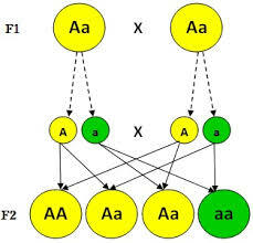 Principios de la Genética (Leyes de Mendel)