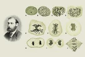 La Mitosis (División Celular)