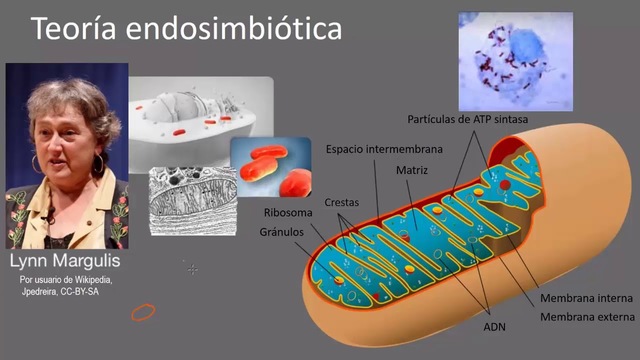 TEORIA DE LA ENDOSIMBIOSIS