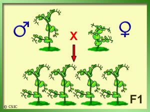 Experimentos sobre la Hibridación en Plantas.