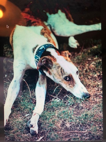 El meu primer germà