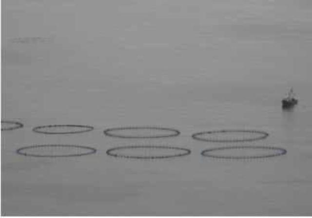 México inicia cultivo de atún aleta azul [3]