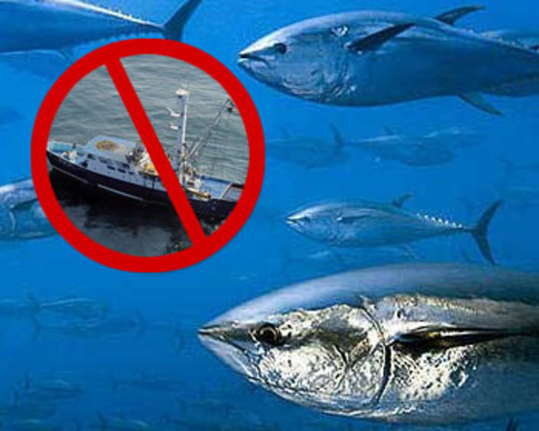 Guatemala establece cada año veda de dos meses [13]