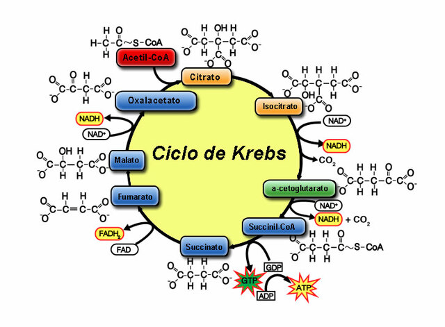 Ciclo de Krebs