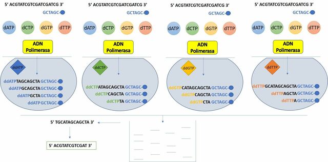 Método de Sanger (Método de secuenciado del ADN)