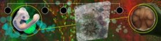 1.100 - 0 Millones de Años - Evolución Celular