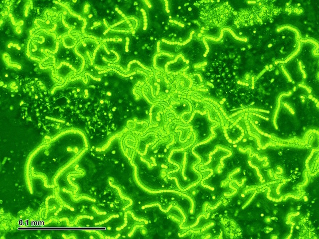 400 - 0 Millones de Años - Evolución Celular