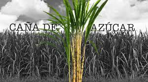 Obtención del azúcar