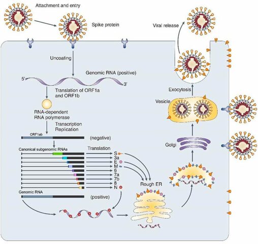 Secuencia genética del nuevo coronavirus