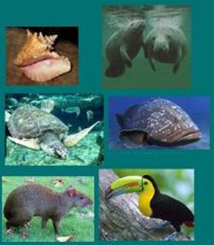 La especie es includa en listado de CITES apéndice II