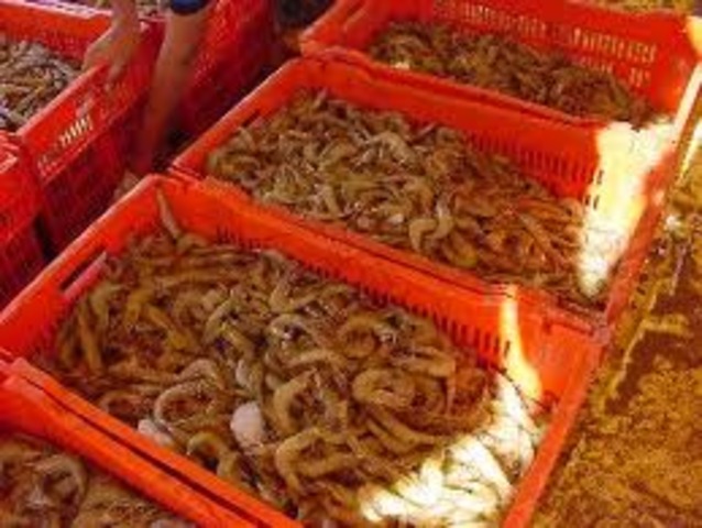 Inicio de las mejores capturas del recurso (2800 - 3220 T)