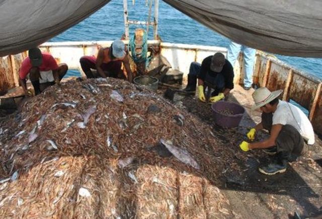 Se presenta en un estudio que el recurso ya presenta peligros de sobrepesca (Mathes)