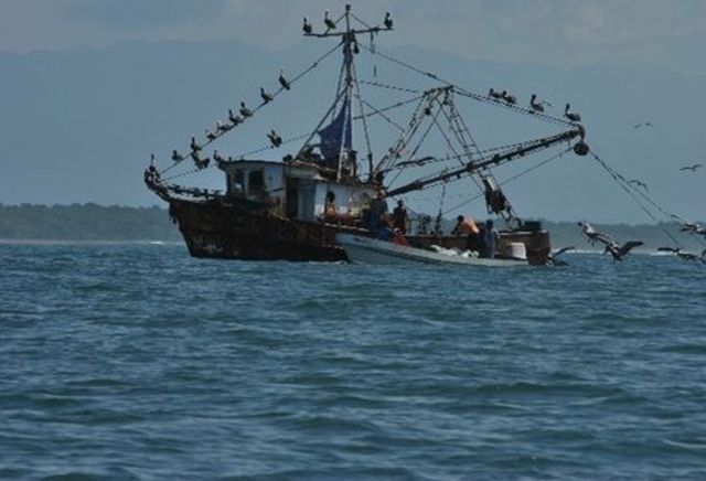 Inicio de la explotacion de camarón a nivel industrial