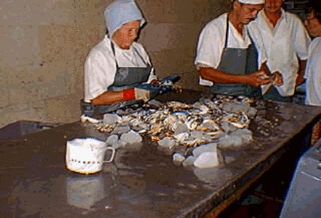 El Caracol Reina es categorizado como comercialmente amenazado, lista roja de UICN