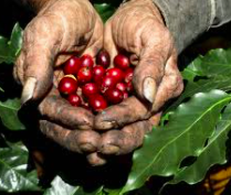 Fortalecimiento de la Economía Cafetera