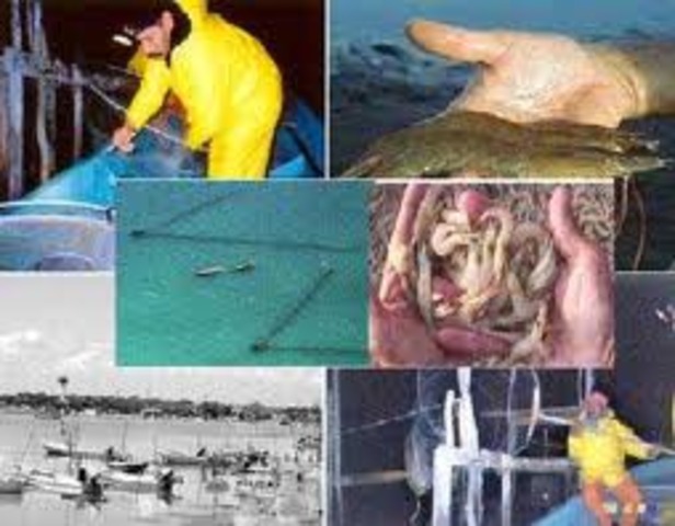 Primeros estudios sobre la explotacion del recurso (Vidal y Keiser)