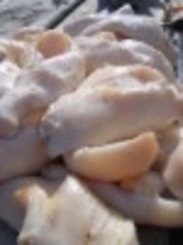 Guatemala publica el Informe Nacional sobre las pesquerias del Caracol Reina Strombus gigas