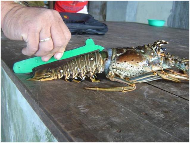 Honduras establece talla mínima de captura (14.5 cm de cola) [2 ]