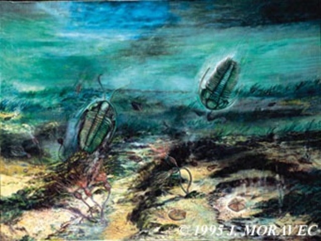 cambrian 570-500 MYA