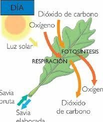Descobreixen la respiració vegetal