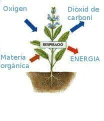 Es descobreix la respiració vegetal