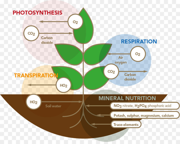Es descobreix respiració vegetal