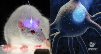 Manipular los recuerdos mediante la optogenética