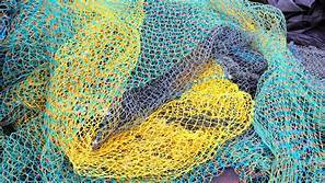 Polyamide, Carithers