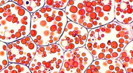 Timeline: Científicos de la Teoría Celular