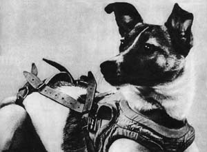 First dog in orbit (Laika), Sputnik 2