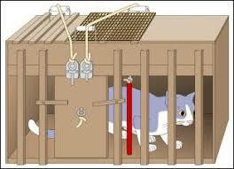 Edward Thorndike ¨Ley del efecto¨