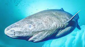 El vertebrado más antiguo de la Tierra