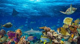 Timeline: Ocean exploration history