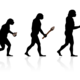 Evolucion humana