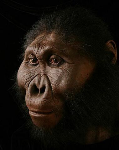 Paranthropus